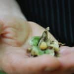 Foraging with Chef Drew Adams