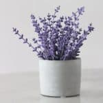 Lavender: Top Preferred Flavors