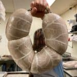 Freshly cased and tied n’duja Chef Andrew McLeod