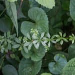 Galium Triflorum - Fragrant Bedstraw