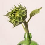 Sunflower Artichokes